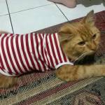 Ihsan Faiz